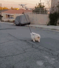 独特的遛狗方法